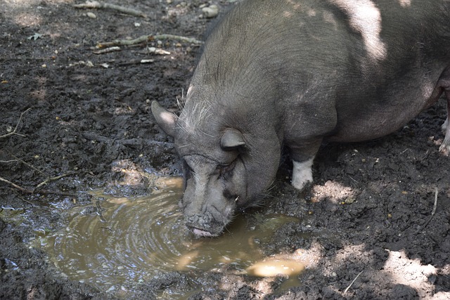 的比赛风格 的比赛风格